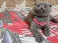 Scottish fold aşkı