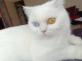 Sütlaç Tatlılığında Beyaz British Odd Eyes Kedim