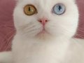 Sütlaç Tatlılığında Beyaz British Odd Eyes Kedim