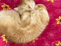 Leblebi Tanesi Kadar Minik Golden Dişi Kedim