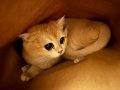 Leblebi Tanesi Kadar Minik Golden Dişi Kedim
