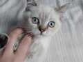 British Shorthair Blue Point