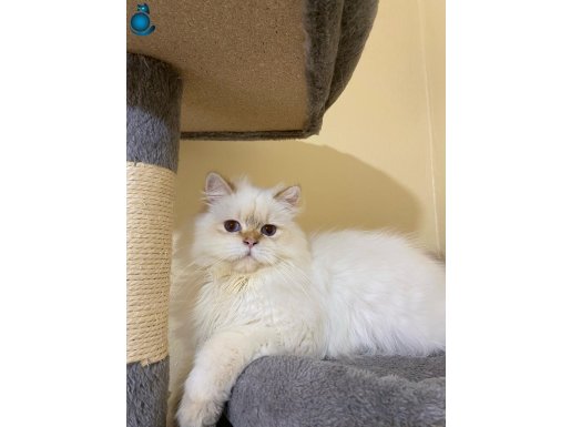 British Longhair Golden Point Erkek Şecereli