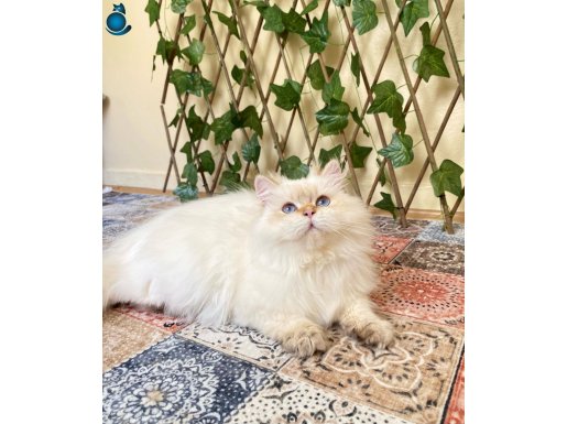 Şecereli Orijinal British Longhair