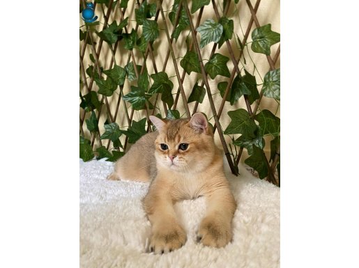 British Shorthair Golden NY11 Erkek