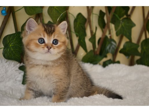Fox NY25 Erkek British Shorthair Golden