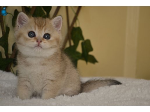 Fiona NY25 Dişi British Shorthair