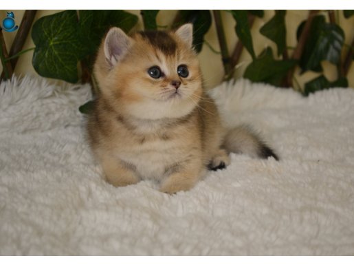 Freya NY25 Dişi British Shorthair 