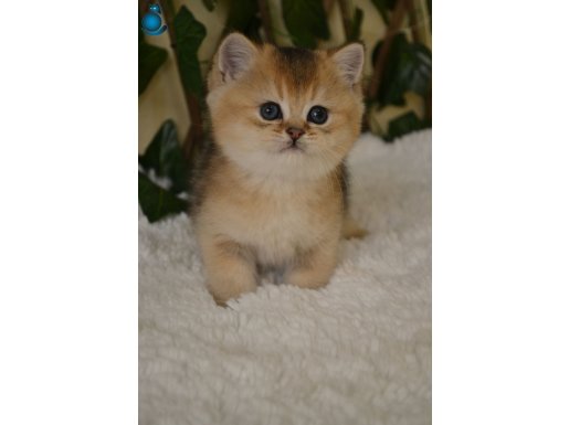 Fernando NY25 Erkek British Shorthair