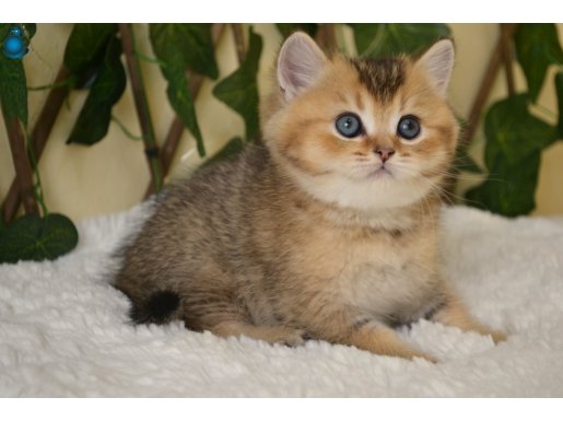 Fox Erkek British Shorthair