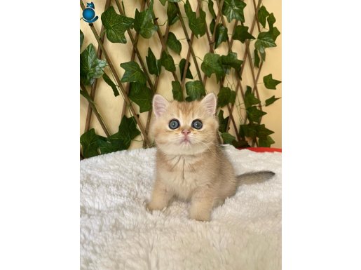 Fiona Golden British Shorthair