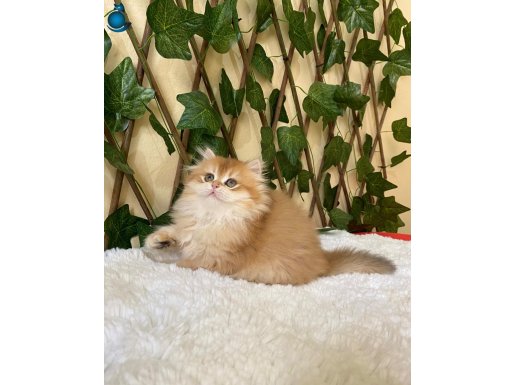 Barbie NY11 Dişi British Longhair Golden