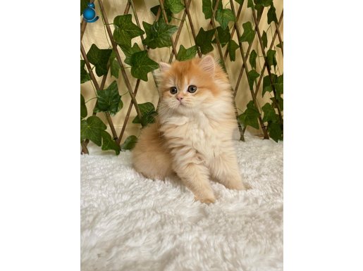 Belinda BY12 British Longhair Premium Golden