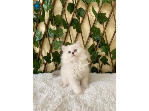 Simbat British Longhair Golden Point