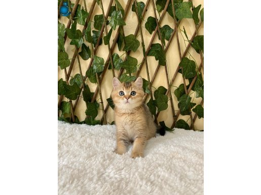 Fox British Shorthair Golden