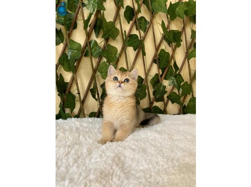 Fernando British Shorthair Golden