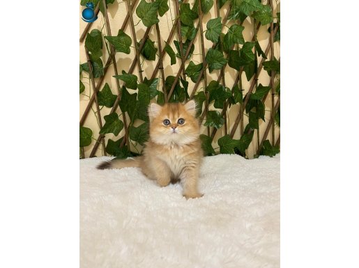 British Longhair Golden Dişi