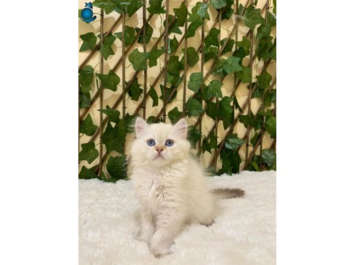 British Longhair Golden Point Dişi