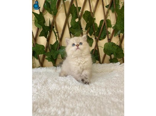 Erkek British Longhair Golden Point