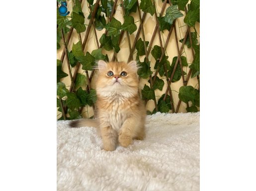 Dişi Golden British Longhair