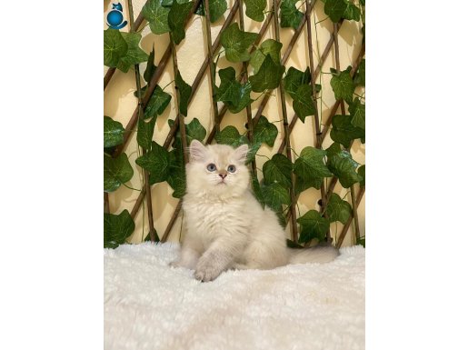 Erkek British Longhair
