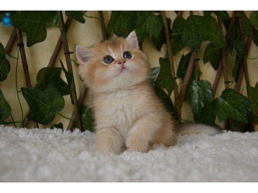 Gloria NY11 Dişi British Shorthair