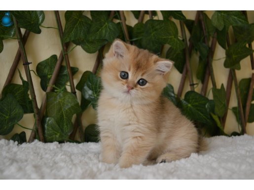 Gilda NY11 Dişi British Shorthair