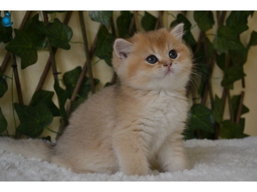 Gandalf NY11 Erkek British Shorthair