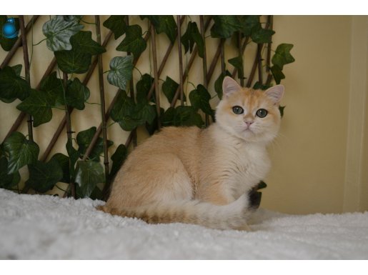 Zeus NY12 British Shorthair