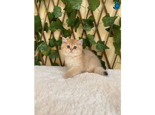 Gandalf NY11 Erkek British Shorthair