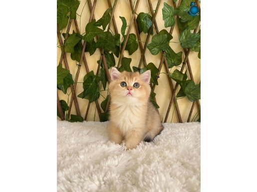 Gloria Dişi NY11 British Shorthair
