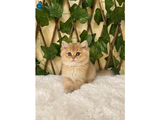 Gilda NY11 Dişi British Shorthair