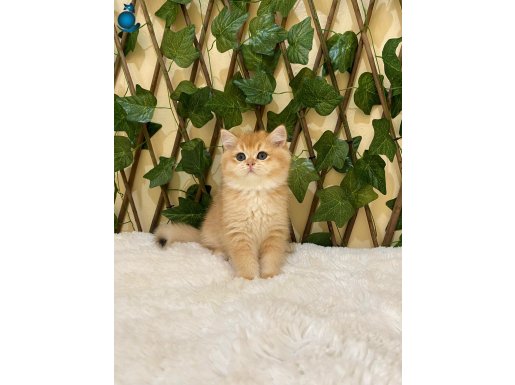 NY12 Erkek Sadece Premium Ayı Surat