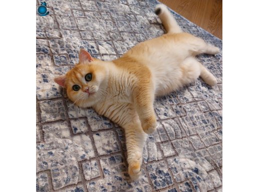 NY12 Zeus British Shorthair