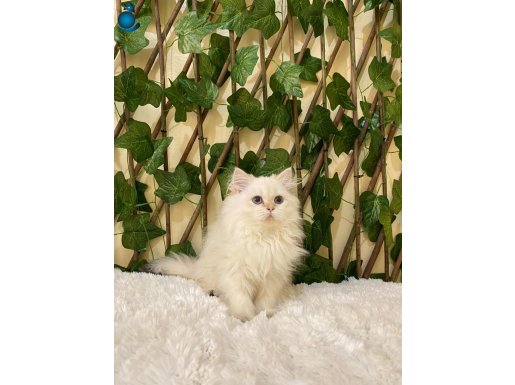 Helena NY1133 Dişi British Longhair