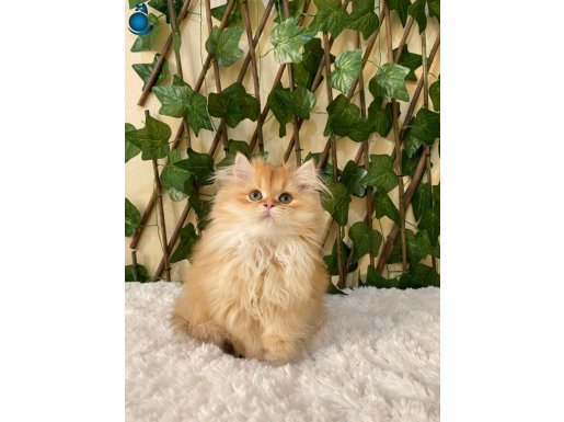 BY11 Hero Erkek British Longhair Golden
