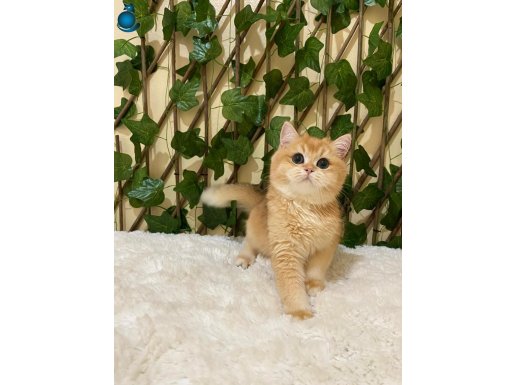 NY12 Erkek Gandalf British Shorthair