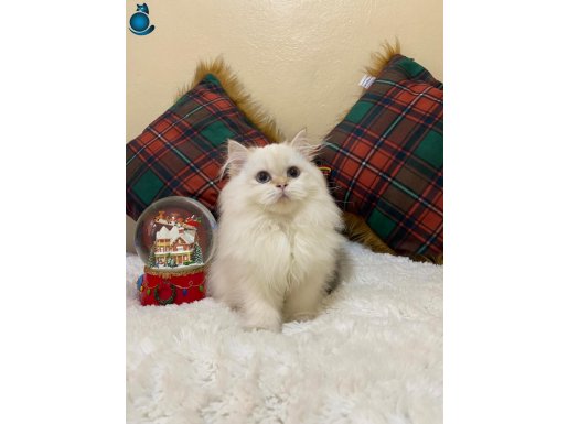 NY1133 Helena Dişi British Longhair Golden Point