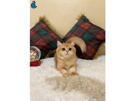 NY12 Ghost Erkek British Shorthair Golden