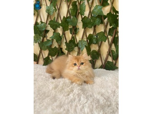 BY12 British Longhair Golden Erkek