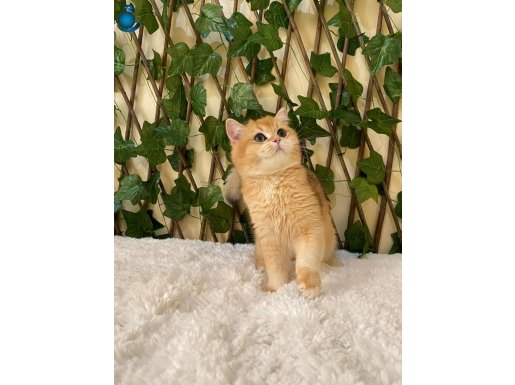NY12 British Shorthair Golden Erkek