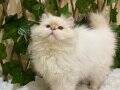 British Longhair Golden Point