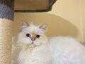 British Longhair Golden Point Erkek Şecereli