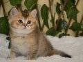 Fox NY25 Erkek British Shorthair Golden