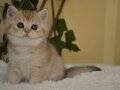 Fiona NY25 Dişi British Shorthair