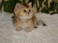 Freya NY25 Dişi British Shorthair 