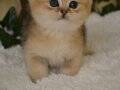 Fernando NY25 Erkek British Shorthair