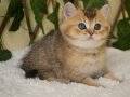 Fox Erkek British Shorthair