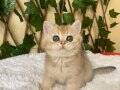 Fiona Golden British Shorthair
