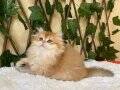 Barbie NY11 Dişi British Longhair Golden